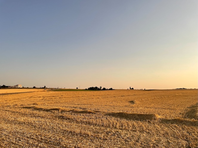 Stoppelveld